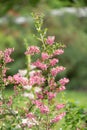 Currybush Escallonia Victory, branch with pinkish to lilac flowers